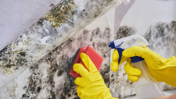 Why You Should Choose Our Mold Remediation Services in Petaluma, CA